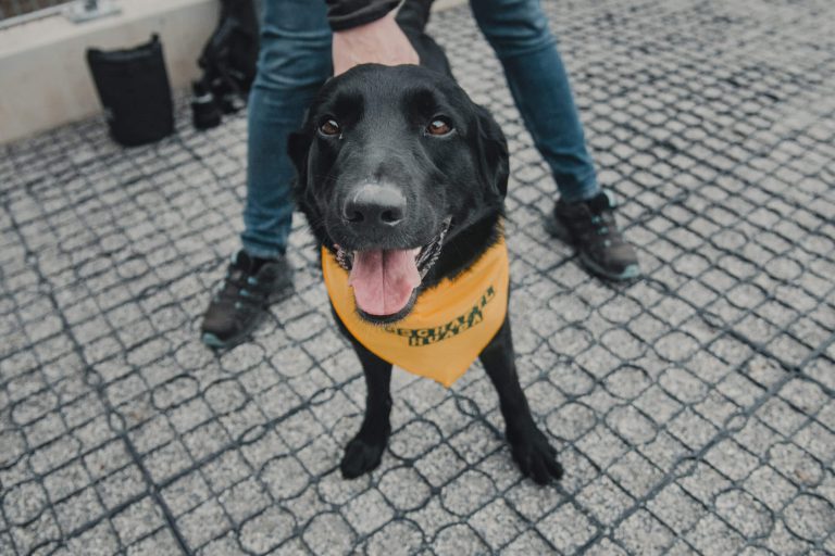 Schwarzer Hund mit Bandana am Hals, steht auf gepflastertem Boden und schaut freundlich.
