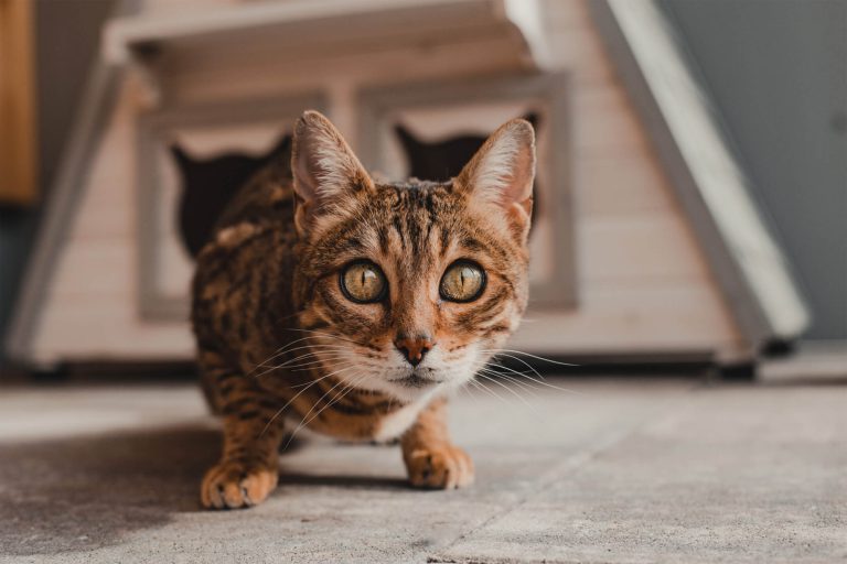 Bengal-Katze erkundet das Tierheim, bereit für ein neues Zuhause. Tierschutz im Pinzgau.