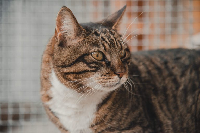 Getigerte Katze mit aufmerksamem Blick, im Tierheim Pinzgau auf einem sicheren Platz.