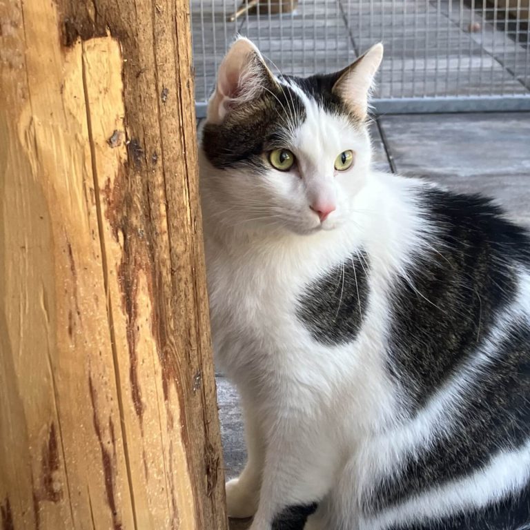 Schwarz-weiße Katze sitzt entspannt neben einem Holzpfosten im Tierheim Pinzgau.