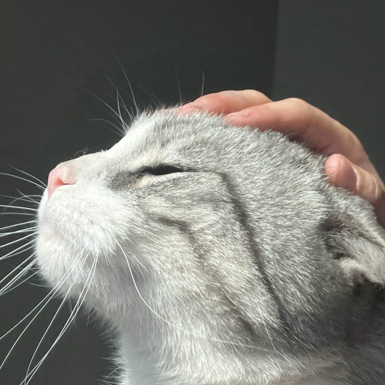 Graue Katze genießt Zuwendung mit geschlossenen Augen und erhobenem Kopf.