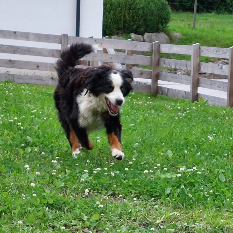 Berner Sennenhund Luna läuft fröhlich durch eine Wiese im Tierheim Pinzgau.