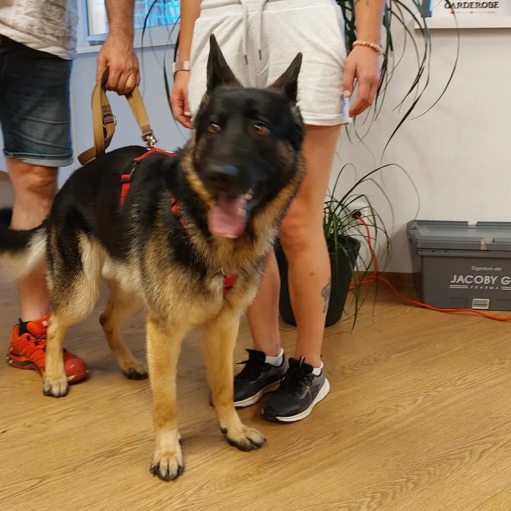 Ein Mann und eine Frau stehen mit einem fröhlichen Hund im Tierheim Pinzgau.