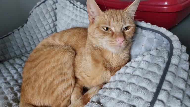 Die orangefarbene Katze Susi liegt auf einem weichen Kissen im Tierheim.