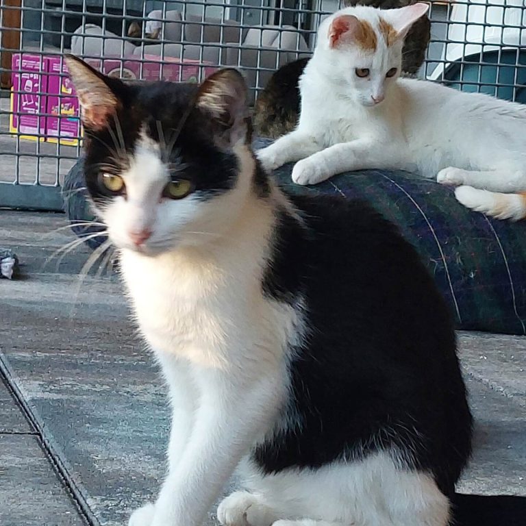 Zwei Katzen im Tierheim Pinzgau, eine schwarz-weiße und eine weiß-orange.