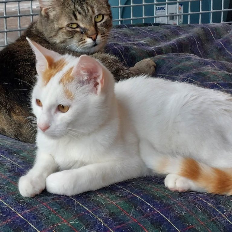 Verschmuster Kater Harry und sein Freund auf einer Decke im Tierheim Pinzgau.
