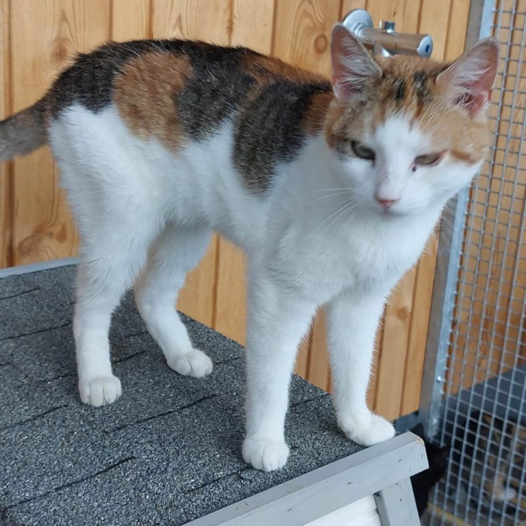 Bunte Katze namens Keks steht auf einer Plattform im Tierheim Pinzgau.