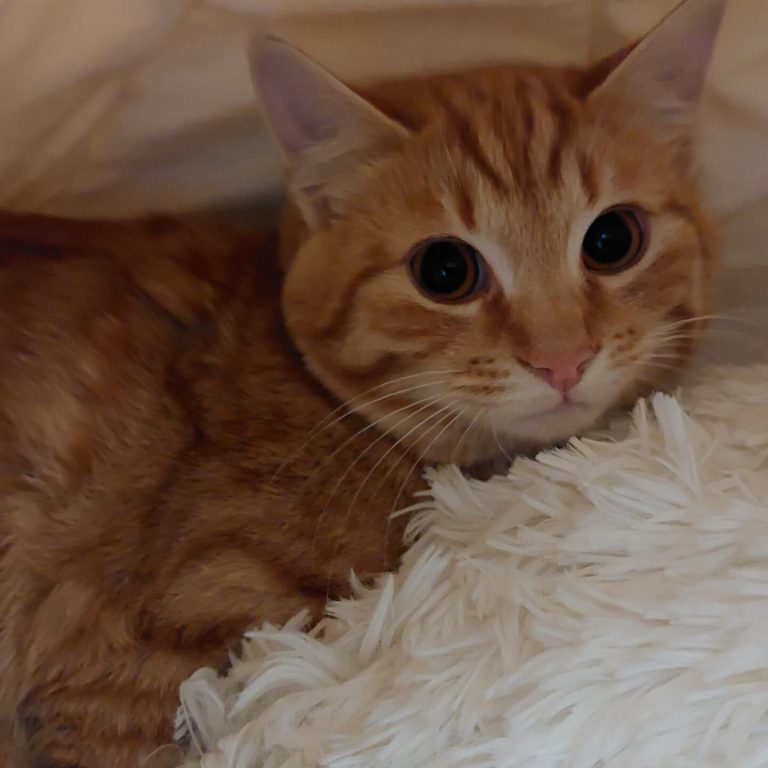 Nora, eine orangefarbene Jungkatze, kuschelt sich in ein weiches Kissen.