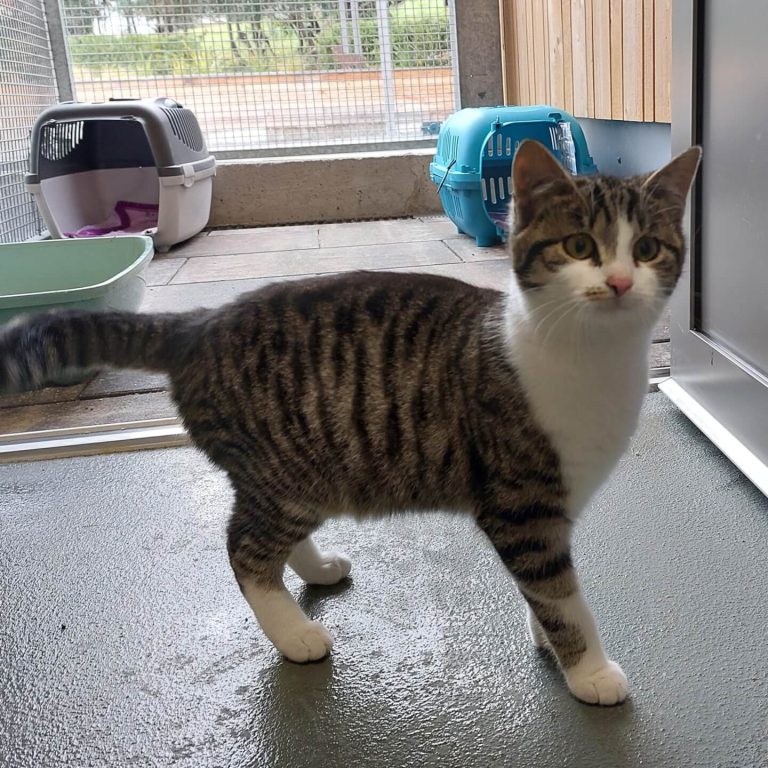 Junge, gescheckte Katze namens Nora in einem Tierheimzimmer mit Katzenboxen.