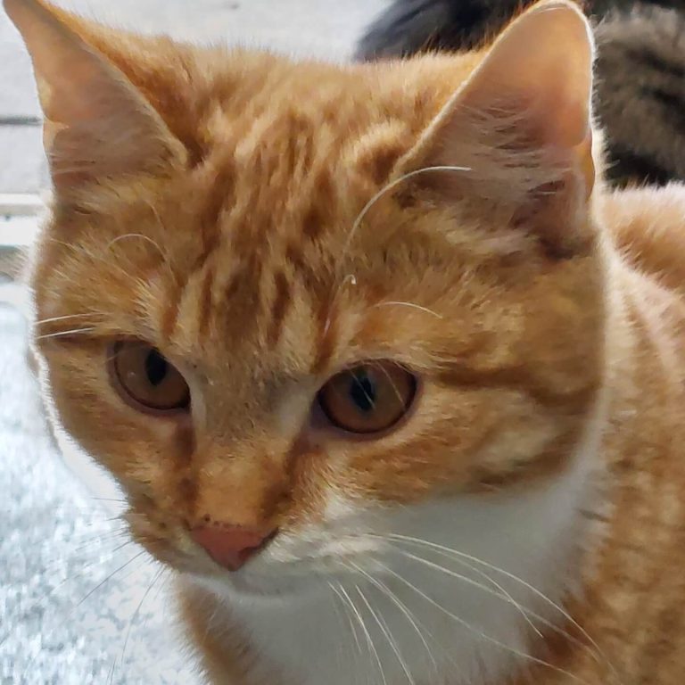 Zugängliche Jungkatze Nora mit orangefarbenem Fell und großen, braunen Augen. Adoptionsbereit.