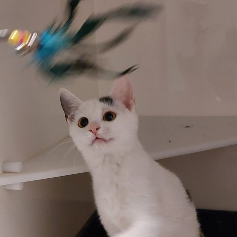 Weißes Kätzchen mit schwarzen Flecken spielt neugierig mit einem Spielzeug im Tierheim.