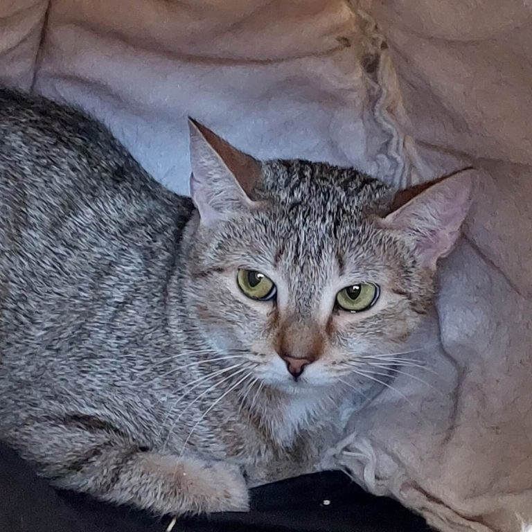 Schüchterne, kastrierte Katze Korina liegt in ihrem sicheren Rückzugsort im Tierheim.