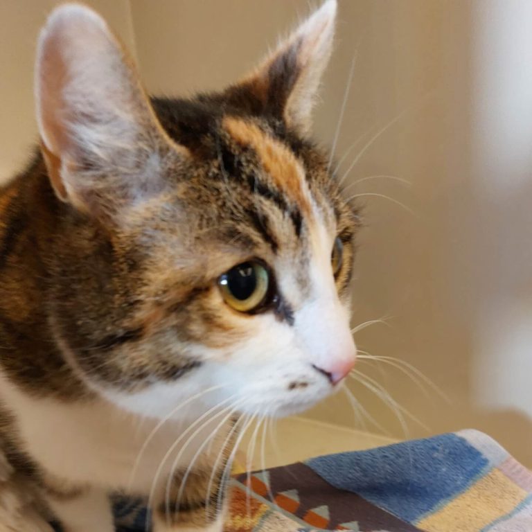 Katzengesicht mit auffälligen Farben, neugierig und aufmerksam, auf einem Tuch sitzend.