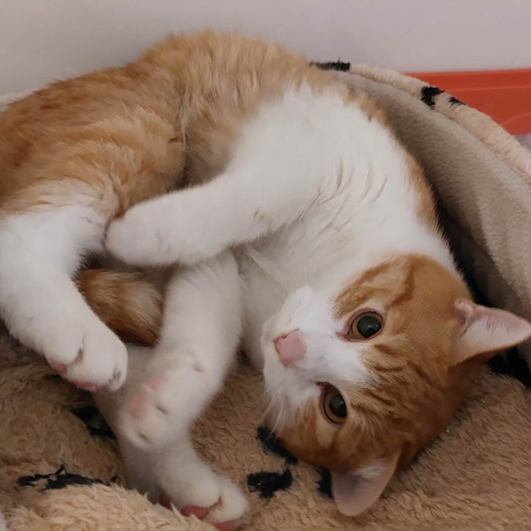 Junge, verspielte Katze Coco, orange-weiß, sucht liebevolles Zuhause im Tierheim Pinzgau.