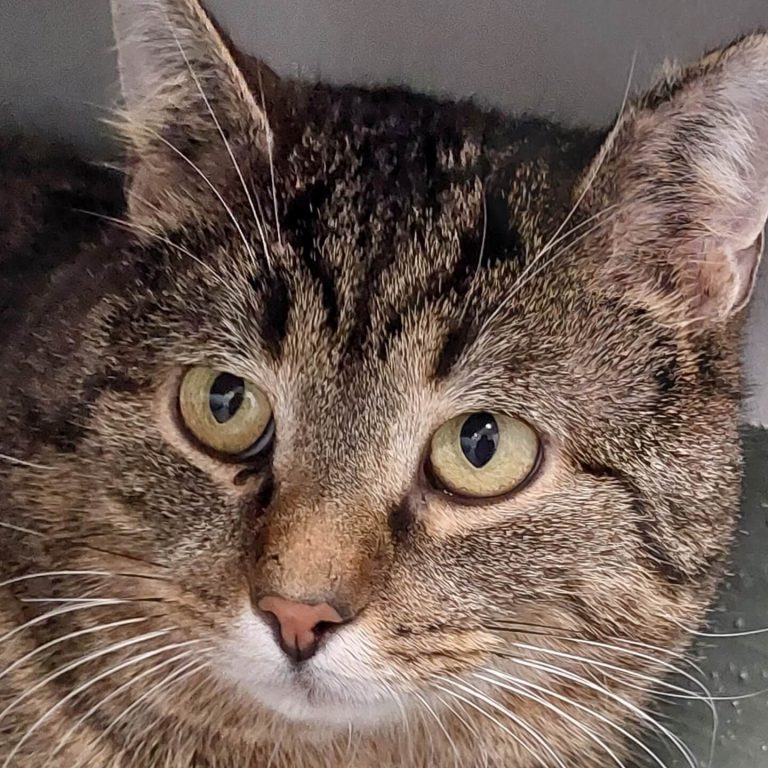 Schüchterner Kater Max mit großen, ausdrucksvollen Augen im Tierheim Pinzgau.