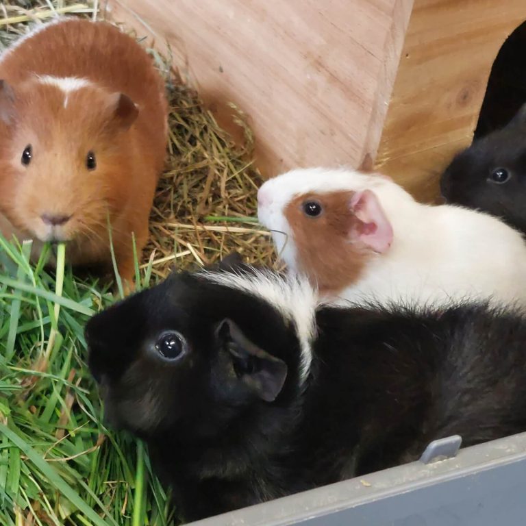 Vier Meerschweinchen in einem Gehege, umgeben von frischem Heu und Gras.