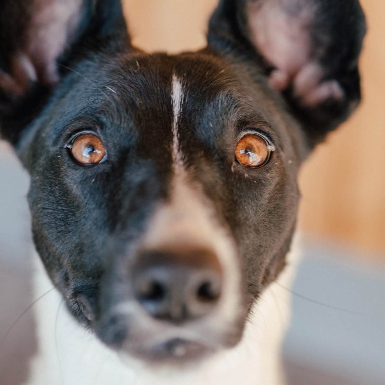 Wachsam blickende Hündin Kira, Mischling, sucht liebevolles Zuhause im Tierheim Pinzgau.