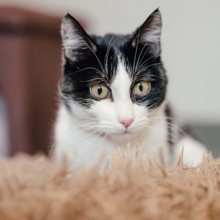 Schwarz-weiße Katze mit großen Augen auf hellbraunem Teppich im Tierheim.