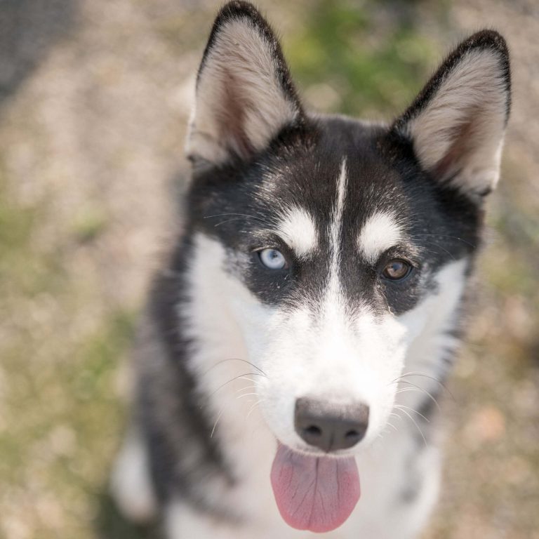 Junge, freundliche Husky-Hündin mit unterschiedlich gefärbten Augen, sucht aktives Zuhause.
