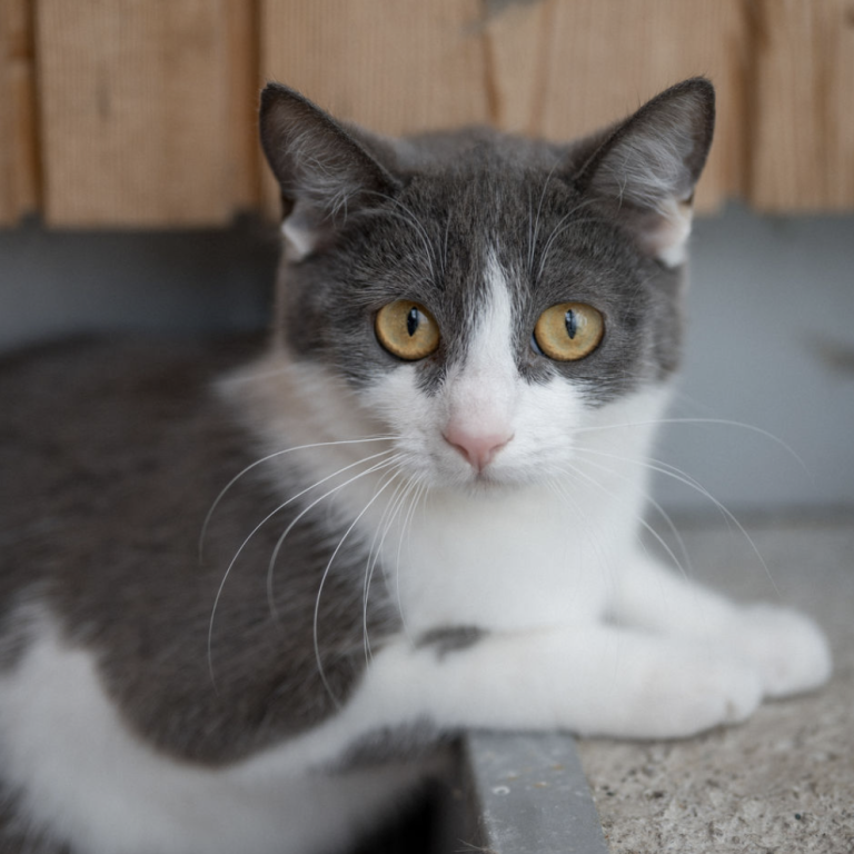 Junger schüchterner Kater mit getigertem Fell sitzt auf Decke im Tierheim Pinzgau