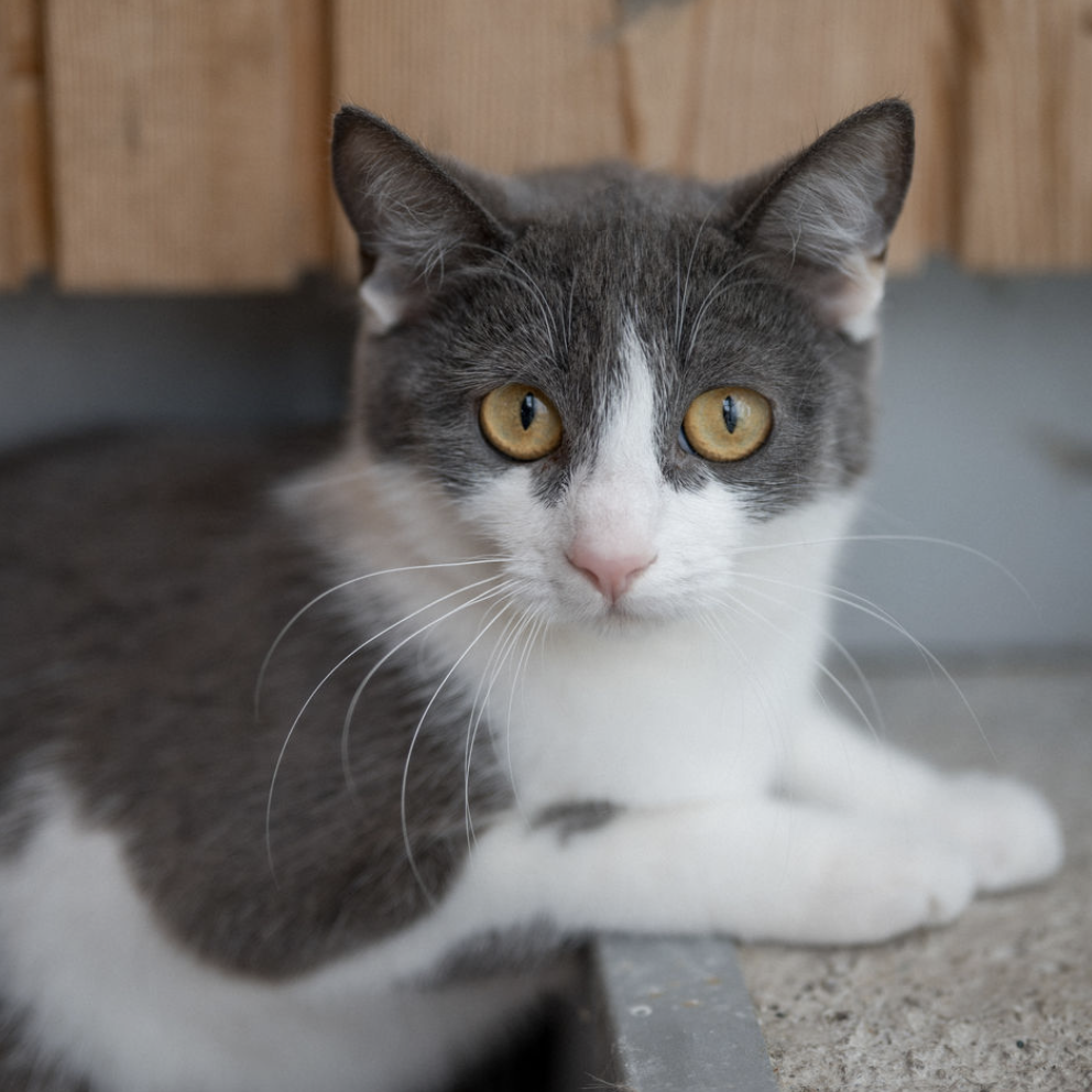 Junger schüchterner Kater mit getigertem Fell sitzt auf Decke im Tierheim Pinzgau