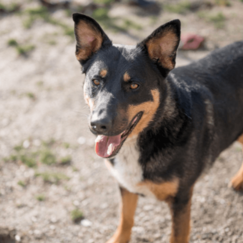 Junge, fröhliche Hündin mit schwarzem Fell sucht Zuhause Tierheim Pinzgau Adoption