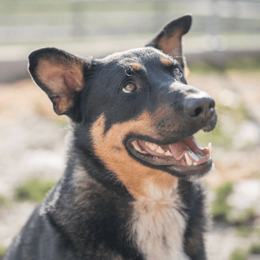 Junge aufgeweckte Hündin Elmas im Tierheim Pinzgau sucht liebevolles Zuhause Hundevermittlung