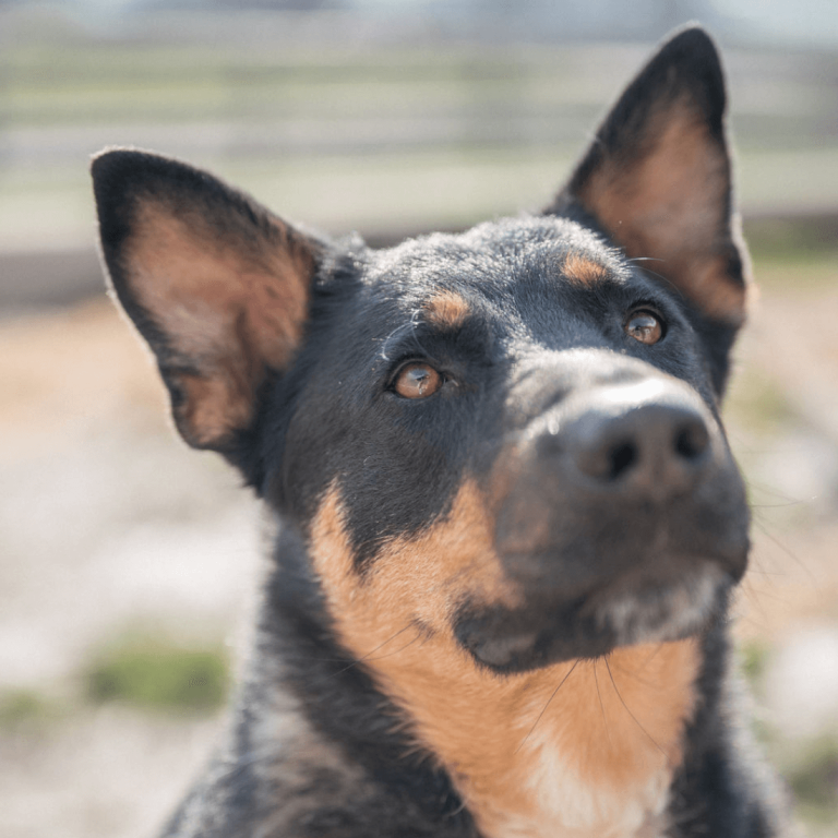 Neugierige junge Hündin Elmas im Tierheim Pinzgau sucht liebevolles Zuhause zur Adoption
