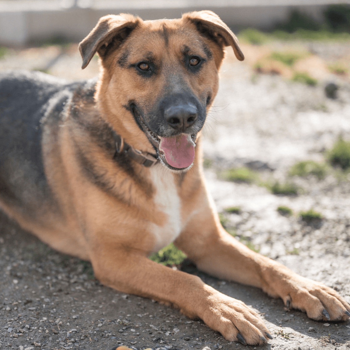 junge aufgeweckte Hündin liegt glücklich im Tierheim Pinzgau bereit für Hundevermittlung