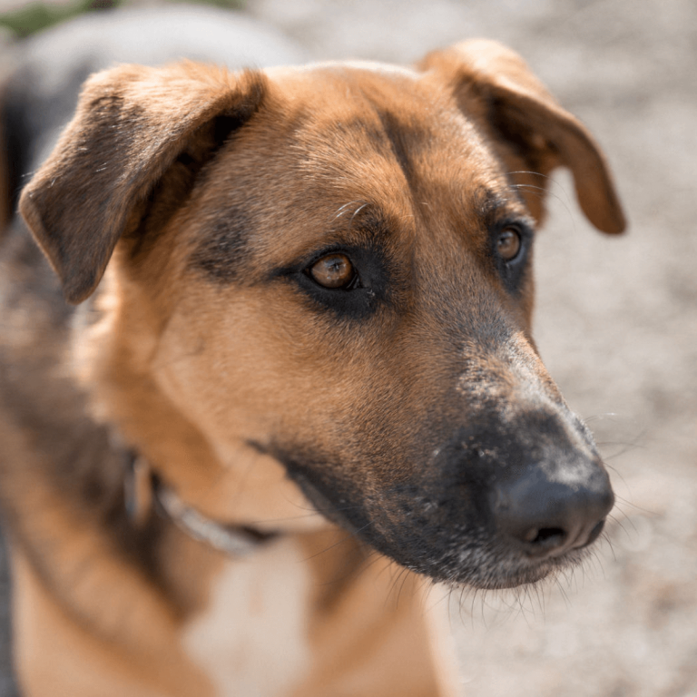 Aufmerksamer junger Hund mit braunem Fell im Tierheim Pinzgau zur Hundevermittlung