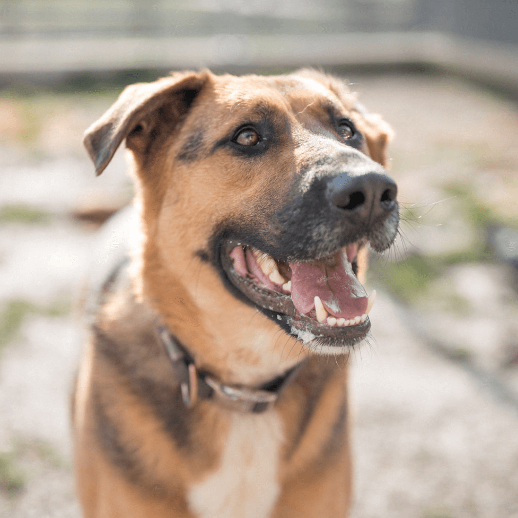 junge Hündin mit offenem Maul im Tierheim Pinzgau sucht ein neues Zuhause Hundevermittlung