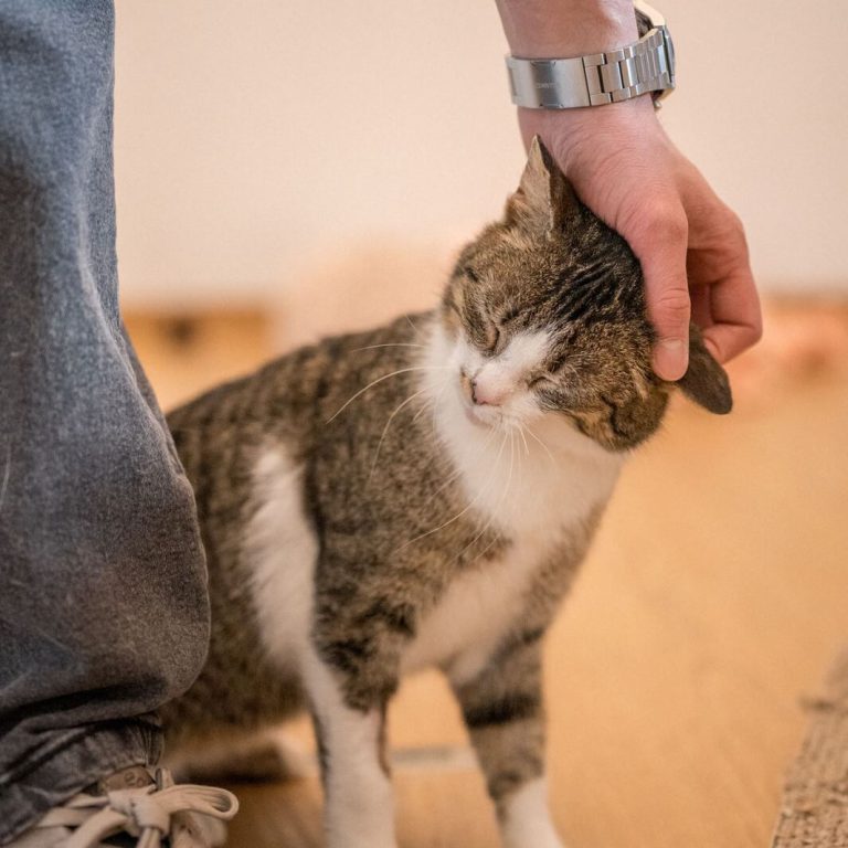 Kuschelige Katze erhält Streicheleinheit und genießt die Zuwendung des Menschen.