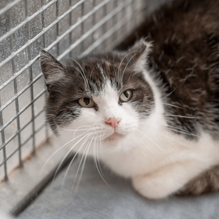 Graufarbenes Hauskatze mit weißen Akzenten, entspannt in ihrem Gehege im Tierheim.
