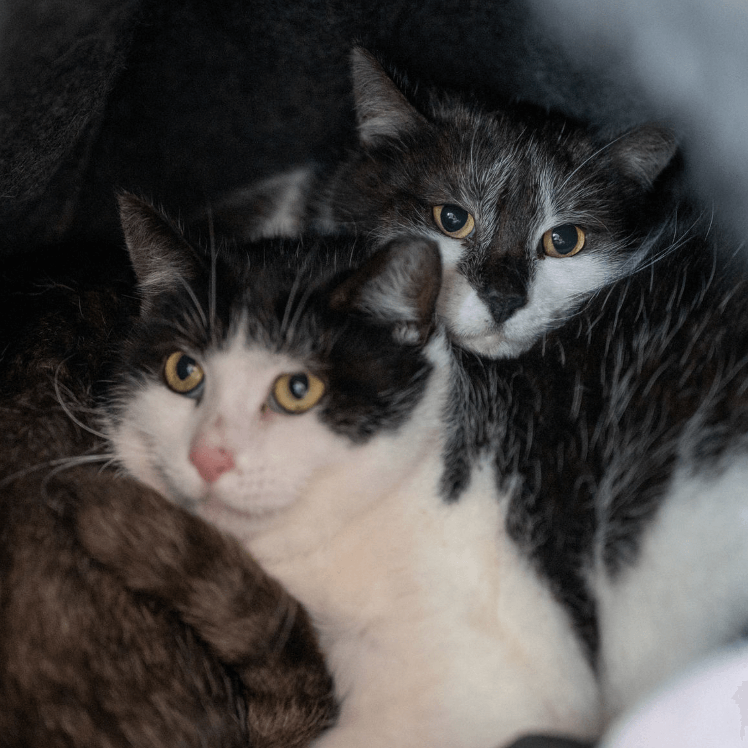 Zwei verschmuste Katzen mit schwarz-weißen Fellmustern kuscheln eng zusammen.