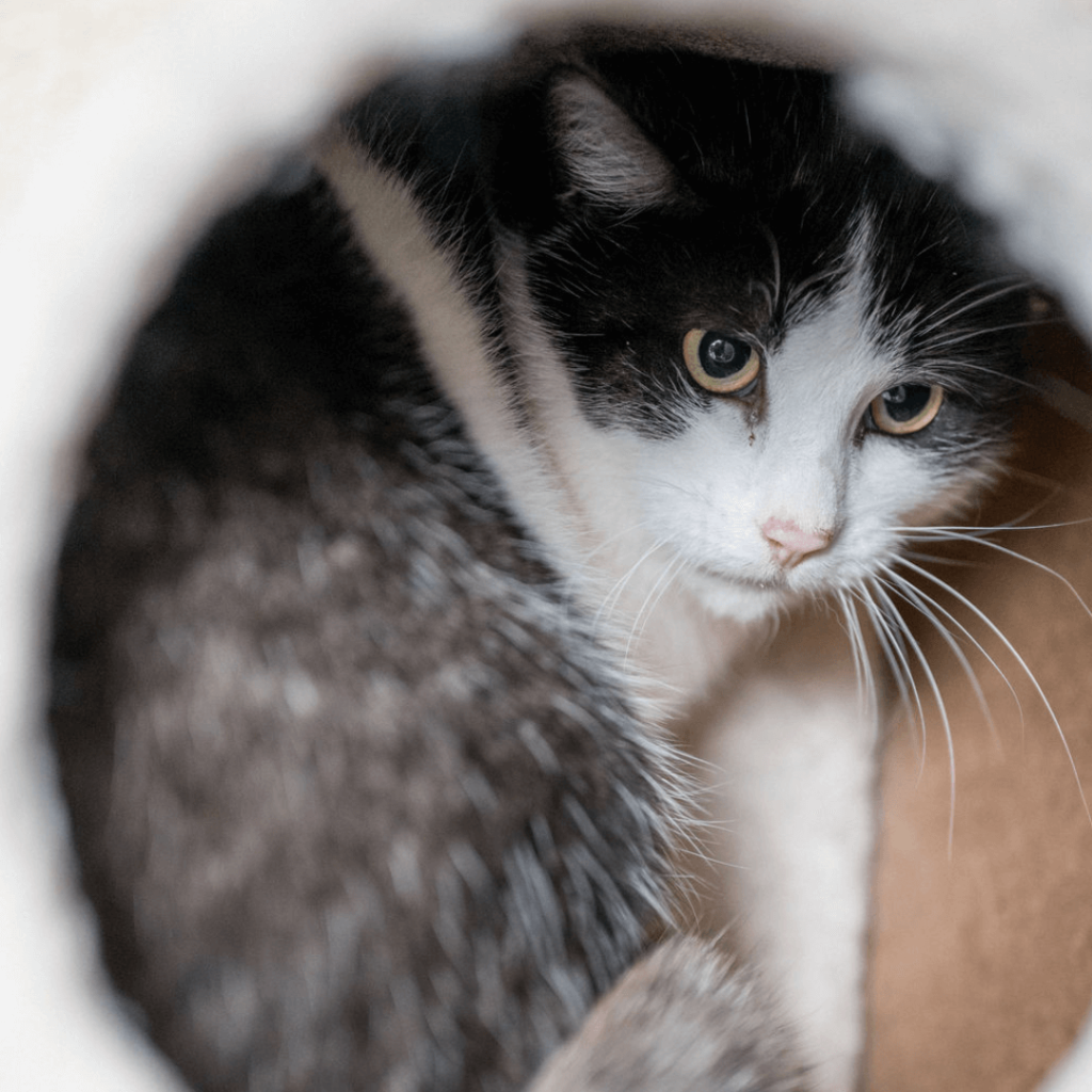 Katzengesicht in einem Schutzraum, bereit für eine liebevolle Adoption im Tierheim Pinzgau.