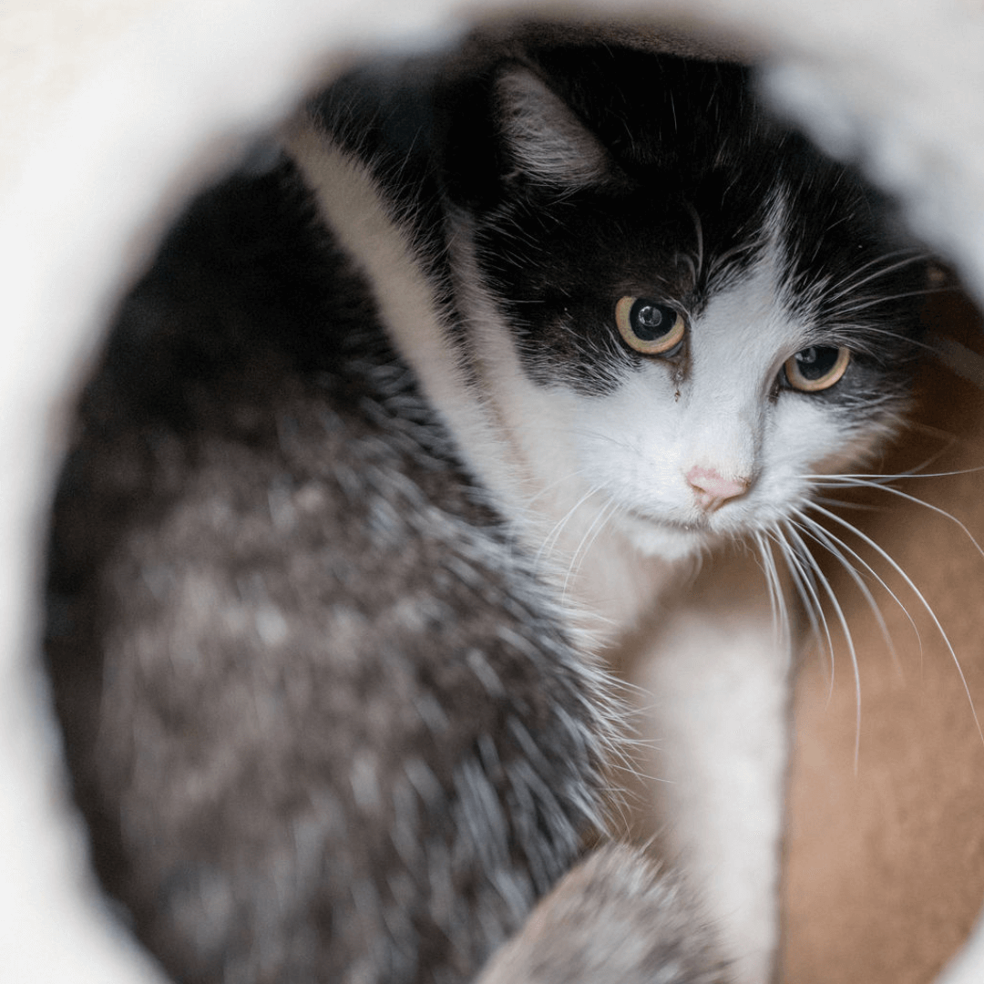 Scheue Katzenerkundung im Tierheim Pinzgau, bereit für eine liebevolle Adoption.