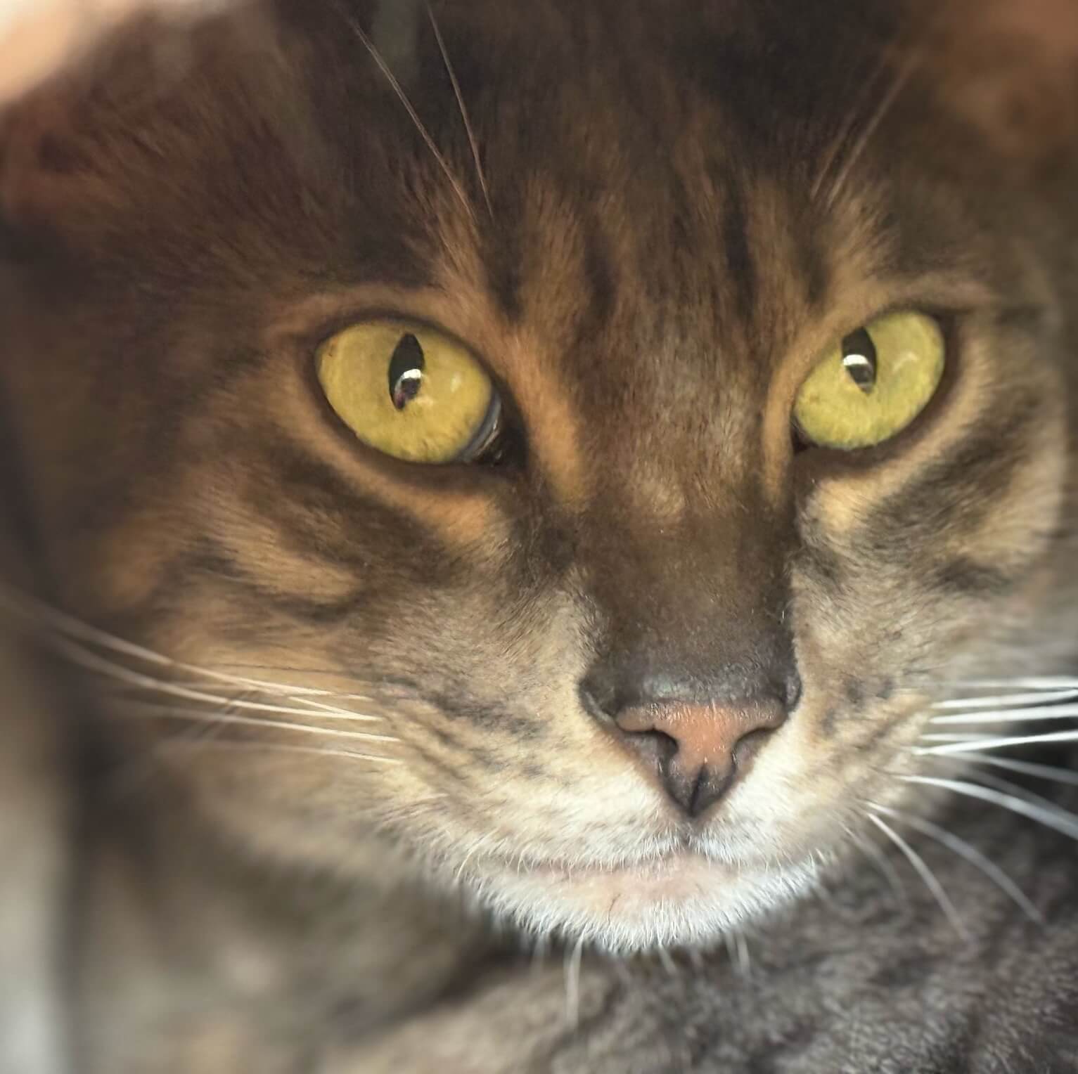 Nahaufnahme einer Katze mit gelben Augen im Tierheim Pinzgau für Tierschutz und Tiervermittlung