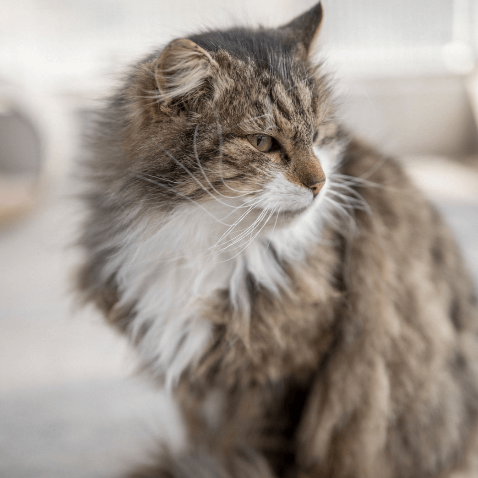 Langhaarige Katze im Tierheim Pinzgau bei Zell am See für Katzenvermittlung und Tierschutz