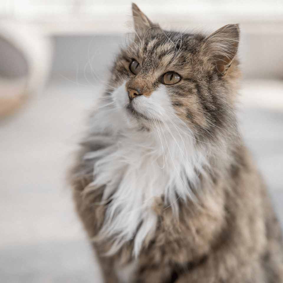 langhaarige Katze mit braunem Fell im Tierheim Pinzgau für Katzenvermittlung