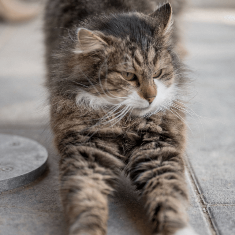 entspannte langhaarige Katze bei Tierheim Pinzgau in Zell am See zur Adoption