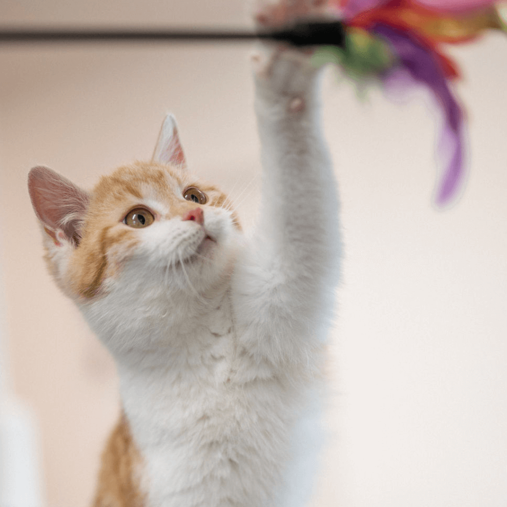 Verspielte Katze im Tierheim Pinzgau bei der Katzenvermittlung Zell am See
