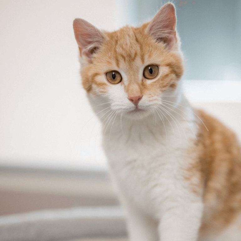 junges rot-weißes katzenportrait im tierheim pinzgau zur tiervermittlung zell am see