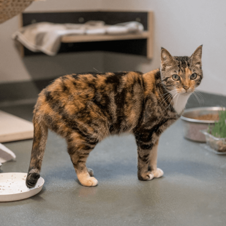 Dreifarbige Katze im Tierheim Pinzgau mit Futternäpfen für Katzenvermittlung in Zell am See