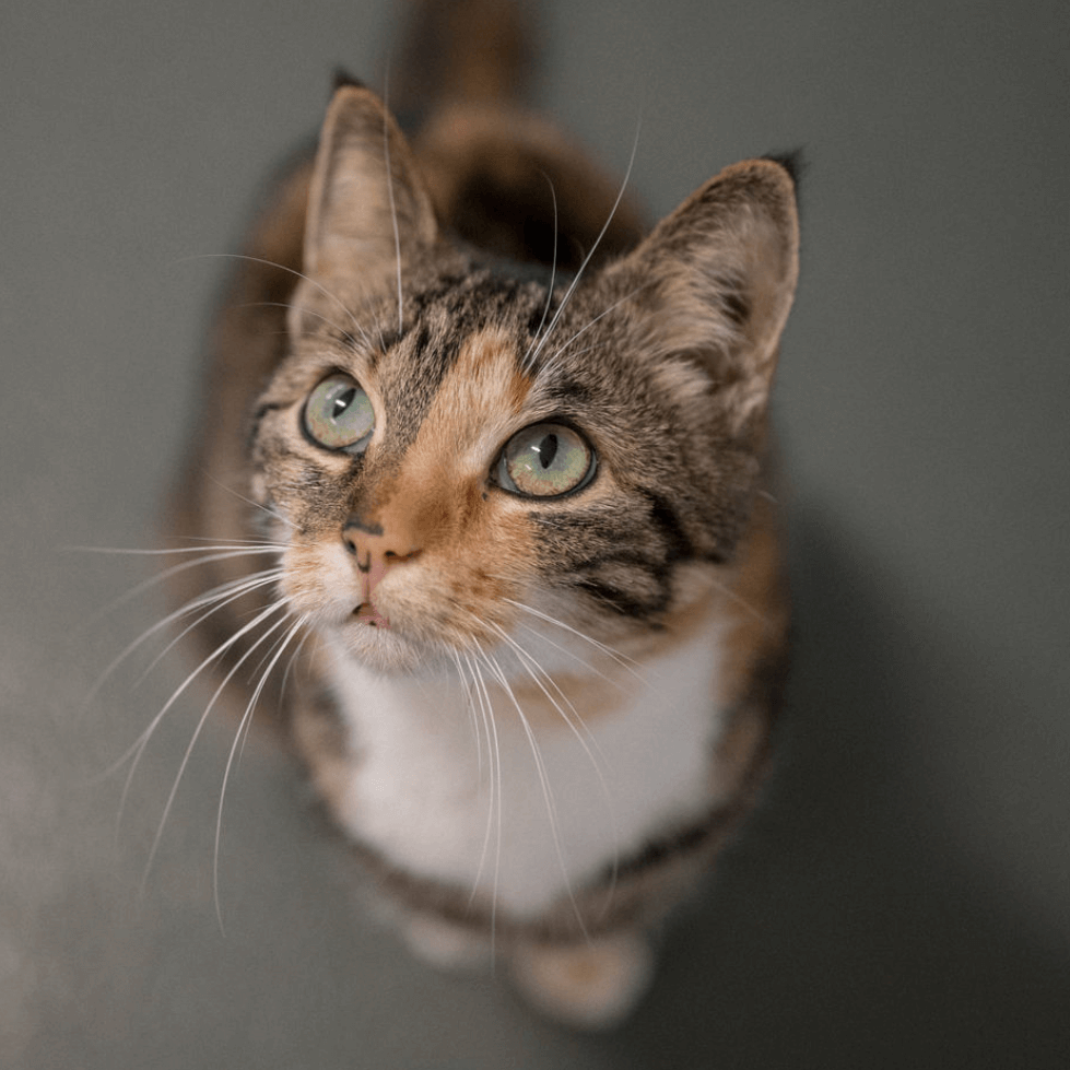 Neugierige Katze mit grün-gelben Augen im Tierheim Pinzgau zur Katzenvermittlung in Zell am See