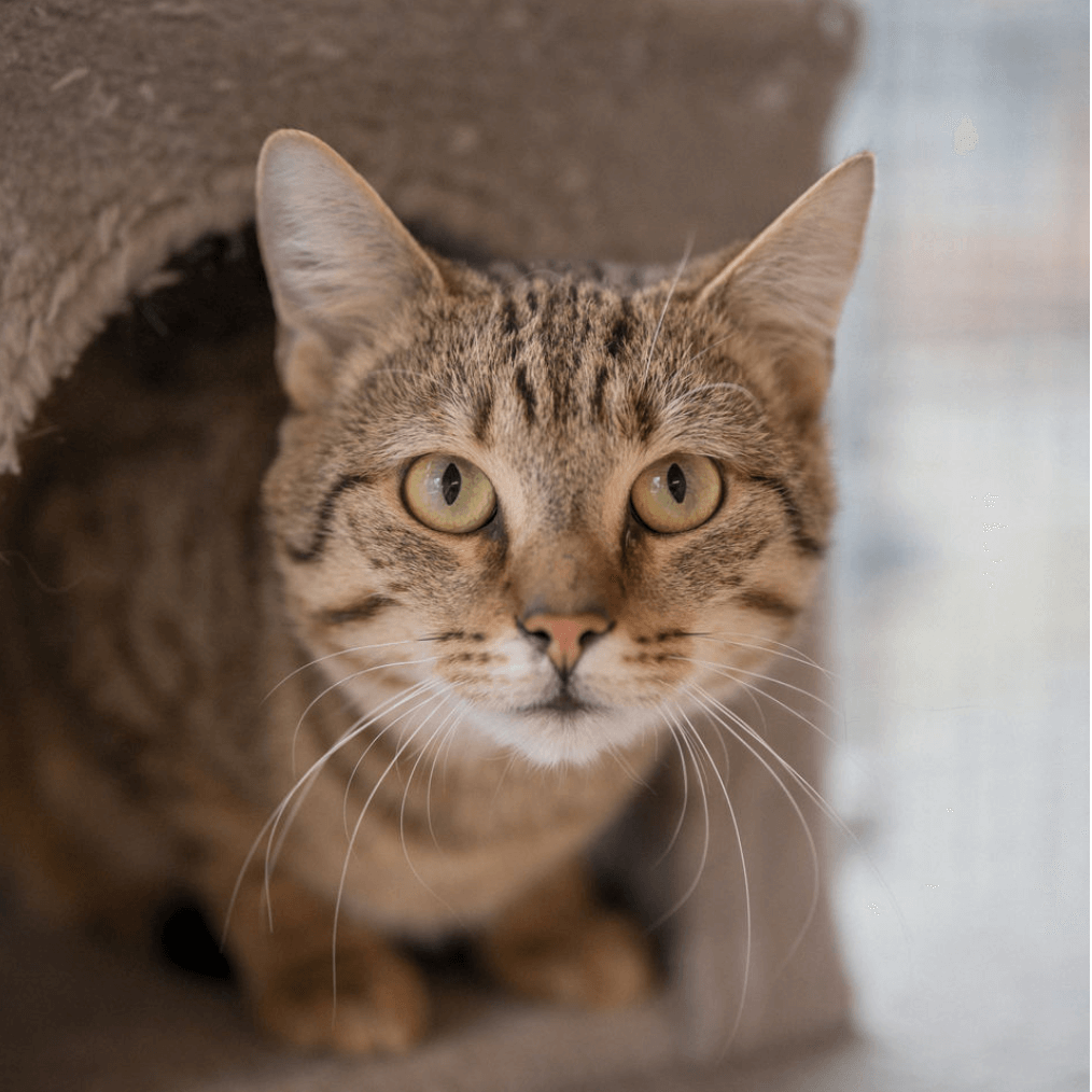 Neugierige Katze im Tierheim Pinzgau zur Vermittlung in Zell am See Tierschutz