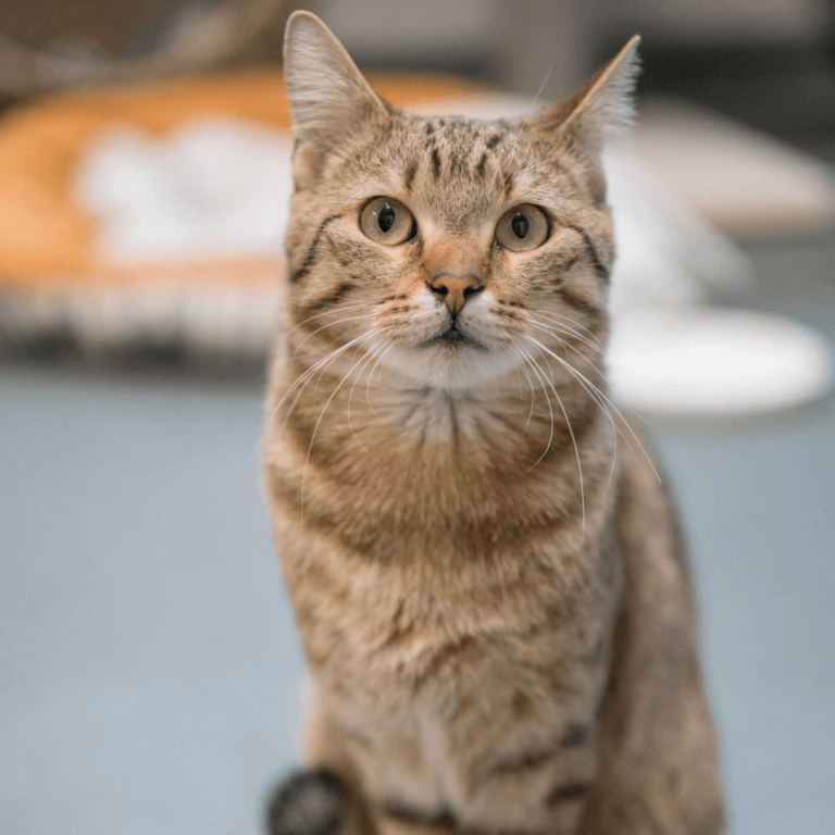 Getigerte Katze im Tierheim Pinzgau wartet auf Adoption für Tierschutz Zell am See