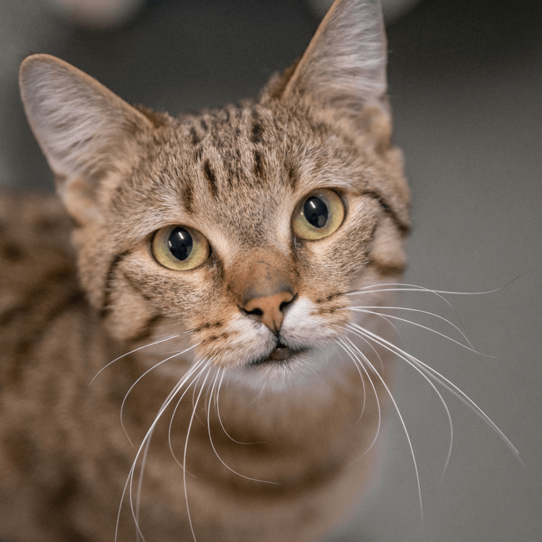 Nahaufnahme einer getigerten Katze im Tierheim Pinzgau als Symbol für Katzenvermittlung und Tierschutz