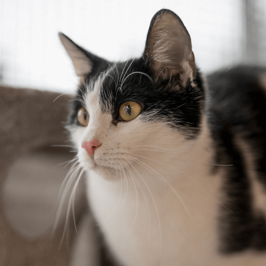 Nahaufnahme einer schwarz-weißen Katze im Tierheim Pinzgau zur Tiervermittlung in Zell am See