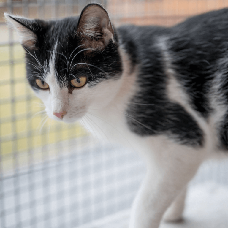 Schwarz-weiße Katze im Tierheim Pinzgau für Tiervermittlung und Tierschutz Zell am See