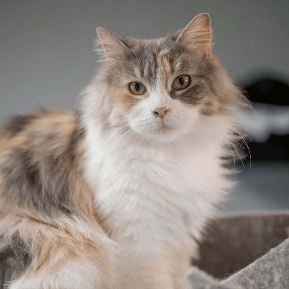 Langhaarige Katze mit mehrfarbigem Fell im Tierheim Pinzgau zur Adoption in Zell am See
